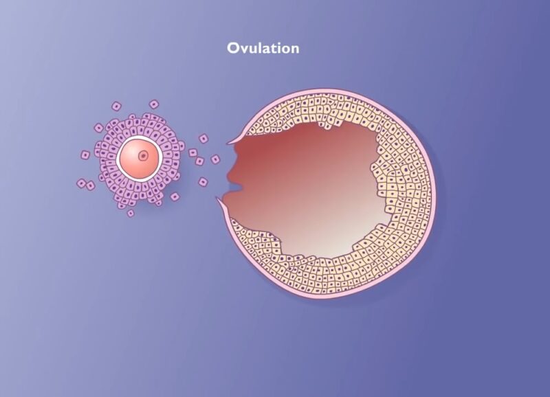 Follicle development