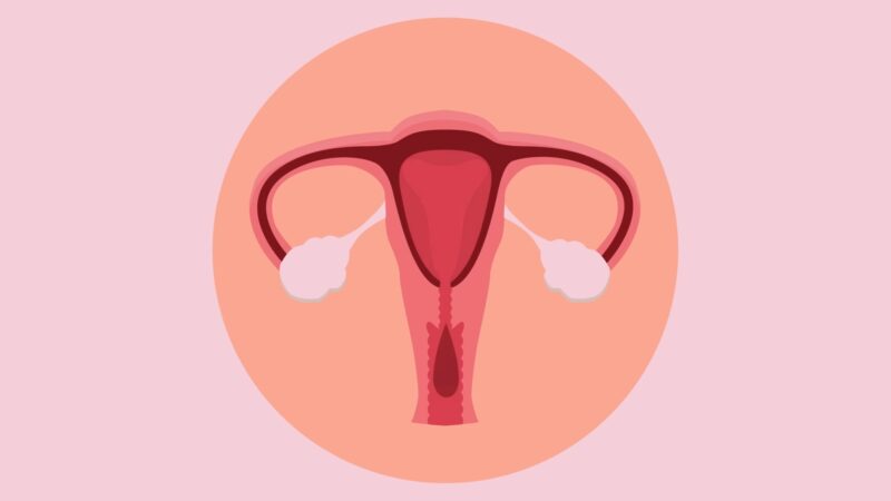 Menstrual Cycle